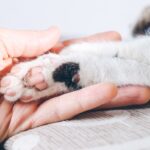 EnteroZOO: domácí veterinární „záchranka“